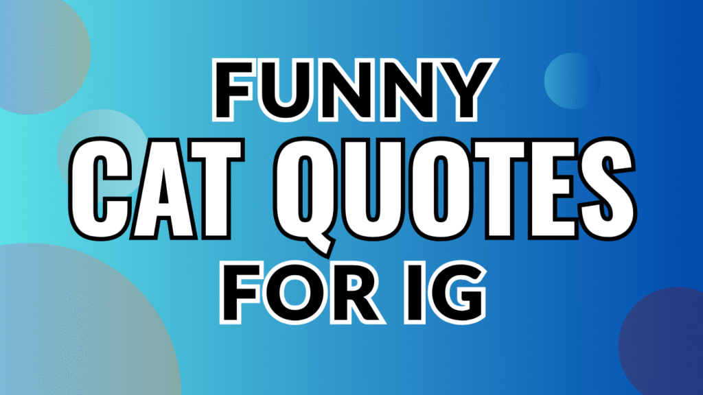 60 Hilarious Cat Quotes and Captions for Instagram