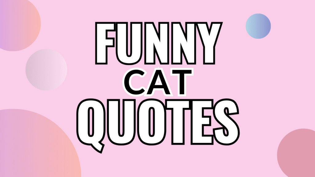 100 Funny Cat Quotes About Sass, Scratches & Snuggles