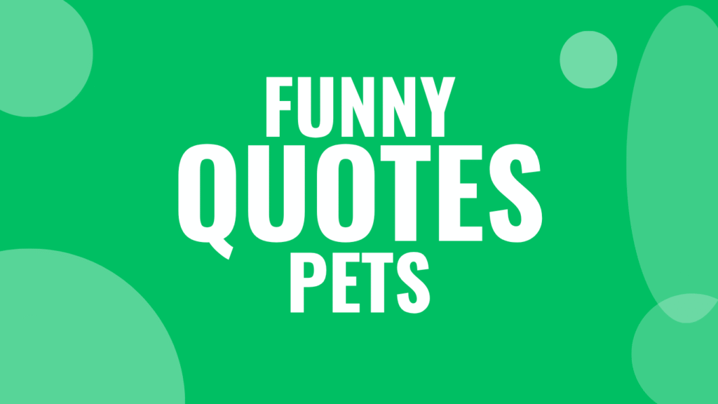 55 Funny Quotes That Hit Hard for Pet Parents