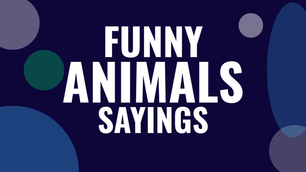 50 Funny Animal Captions That’ll Make Your Followers LOL